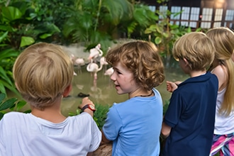 Le Tropical Islands vicino Berlino con i bambini, fenicotteri
