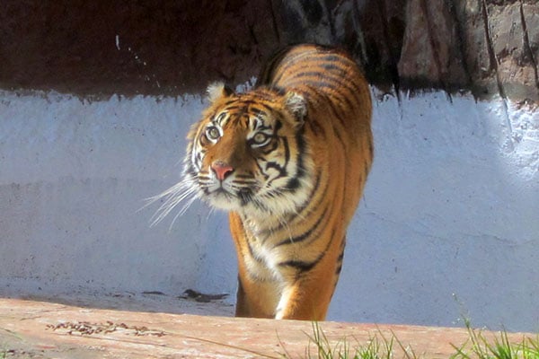 Tigre di Sumatra al Bioparco di Roma