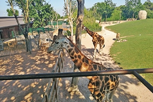 Visita a Zoom, bioparco Torino, giraffe