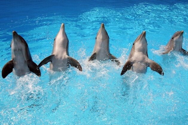 Delfini a Zoomarine