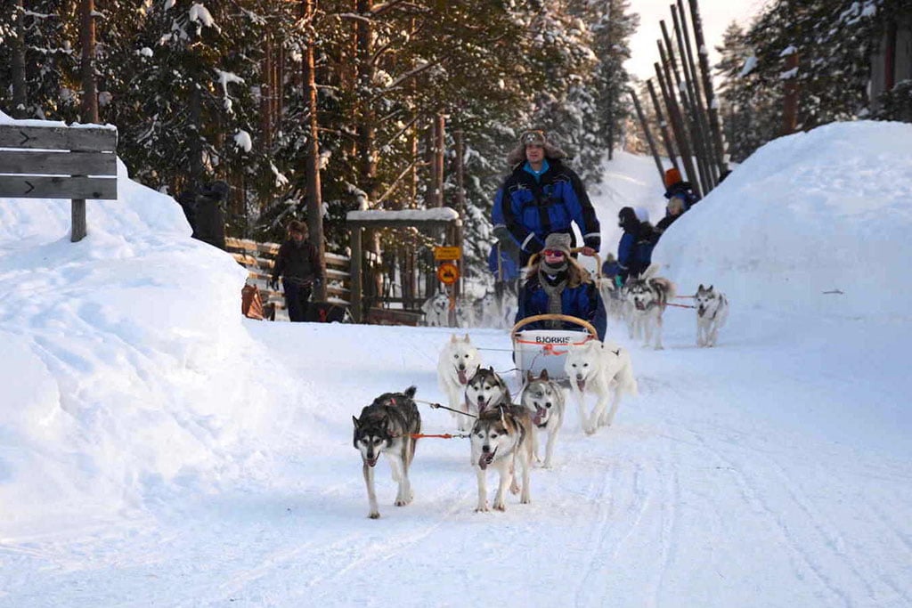 Viaggio in Lapponia con i Bambini, Salla, Finlandia husky