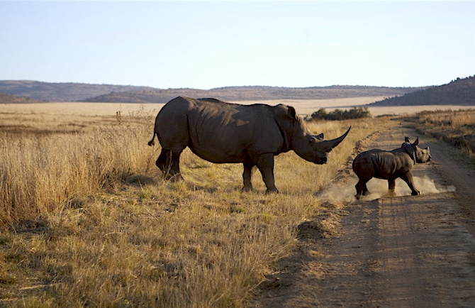Safari in Sudafrica, rinoceronti