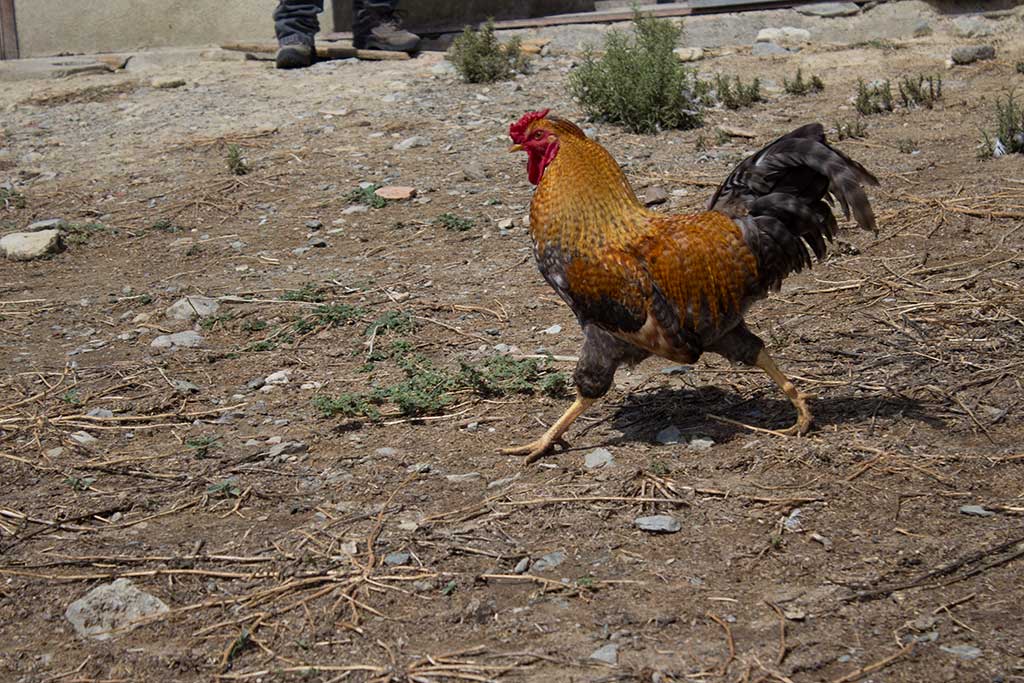 Agriturismo Cuaddus Tellas Sardegna, fattoria animali galli