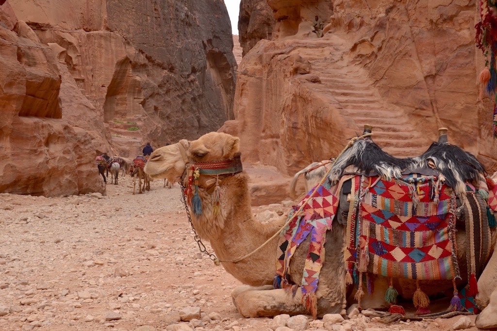 A Petra in cammello