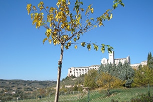 Weekend ad Assisi