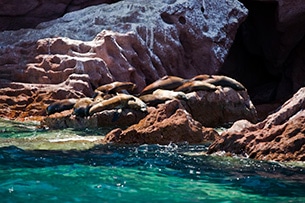 Baja California foche