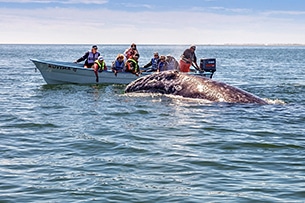 Baja California, la balena