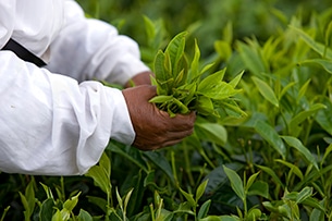 Mauritius con bambini, piantagioni di tè