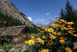 Cogne Giardino Botanico Alpino Paradisia