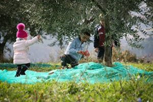Frantoi Aperti, la raccolta delle olive