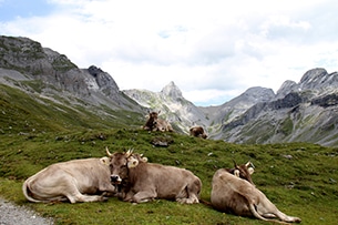 Svizzera natura, Canton Svitto, Glattalp