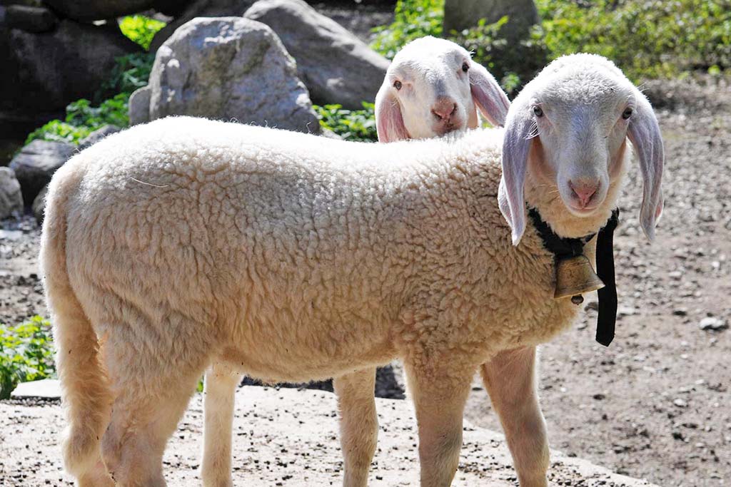 Agriturismo Alto Adige bambini, Residence fattoria Obermoarhof, le pecore