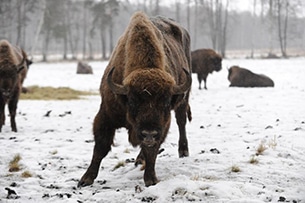 Natale in Lituania, bisonti