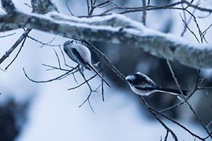 Tirolo, Nature Watch sulla neve