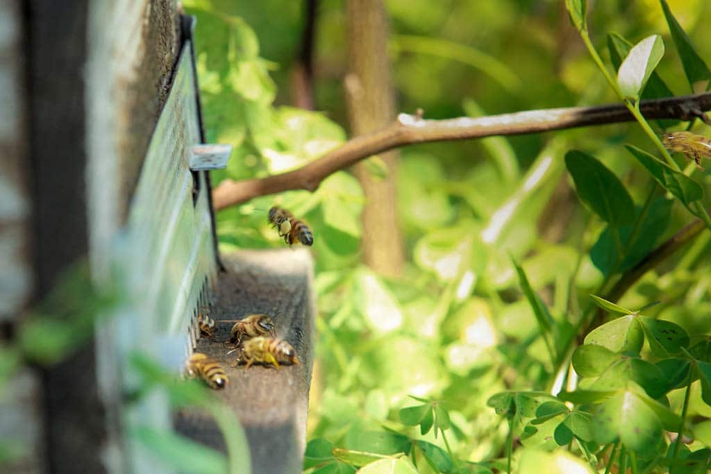 Il Pago, Agriturismo per famiglie Basilicata, api