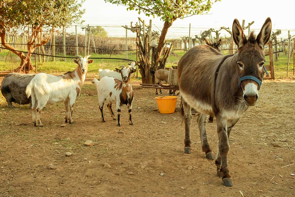 Il Pago, Agriturismo per famiglie Basilicata, animali fattoria