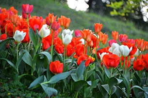 Fioritura di tulipani con bambini
