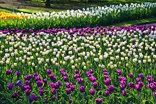 Fioritura di tulipani 