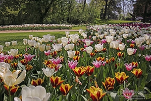 Messer Tulipano: le fioriture del Castello di Pralormo 
