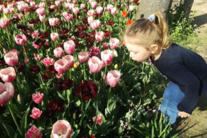 Messer Tulipano: le fioriture del Castello di Pralormo