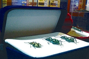 Esapolis, il museo degli insetti viventi di Padova, insetti gioiello