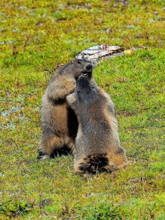Pila Familygo marmotte