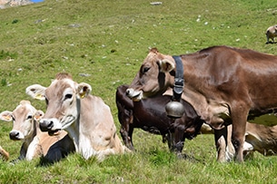 Le mucche in malga