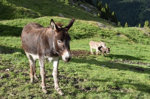 Vacanze in malga con bambini, Malga Valle dell'Alpe