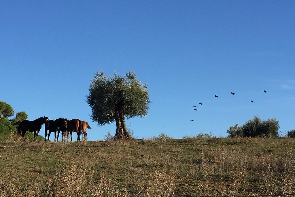 Agriturismo per bambini in Maremma La Valentina Nuova, i cavalli