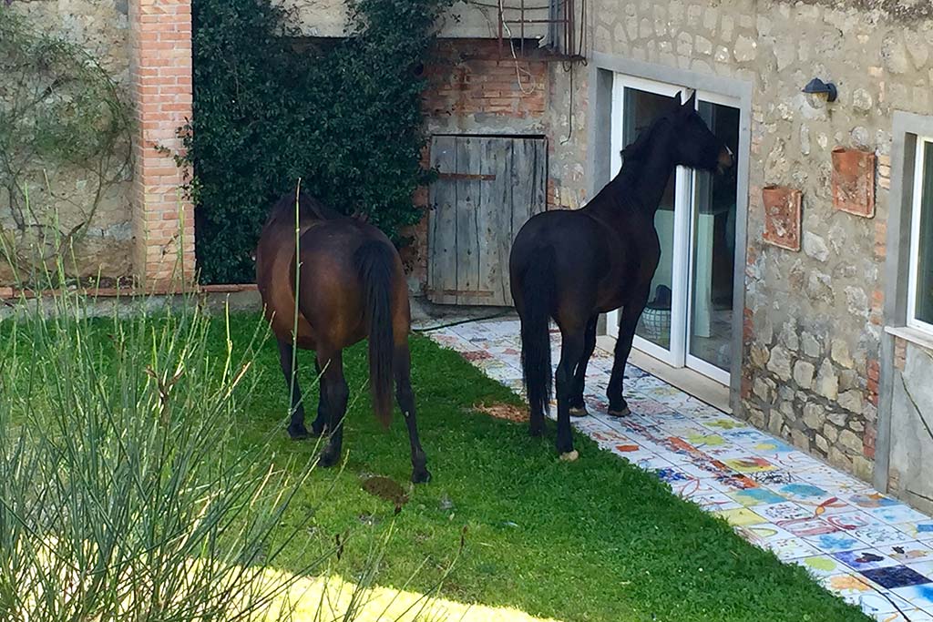 Agriturismo per bambini in Maremma La Valentina Nuova, i cavalli