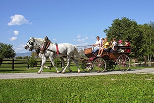 Gelindo dei Magredi, fattoria didattica in Friuli, passeggiate in carrozza