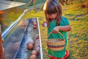 Agriturismo per famiglie vicino Firenze, Fattoria di Maiano, raccolta delle uova