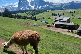 Estate al Cavallino Bianco di Ortisei, Alpe di Siusi