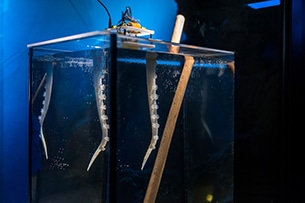 Acquario di Genova, il braccio polpo robot