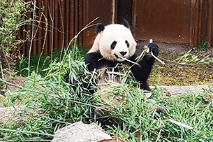 I Panda allo zoo di Copenhagen