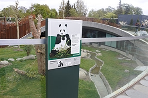 I Panda allo zoo di Copenhagen
