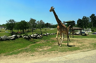 Safari Park Pombia, giraffa