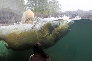 Zoo di Copenhagen, orsi polari