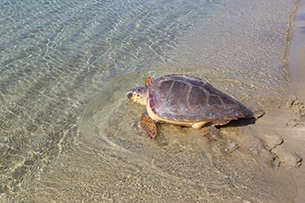 Centro recupero tartarughe marine di Brancaleone in Calabria