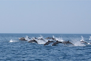 Viaggi Family-in organizzati per bambini, delfini