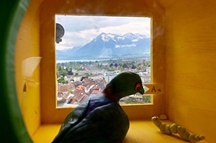 Svizzera, Trenino Verde delle Alpi coni bambini, paesaggi