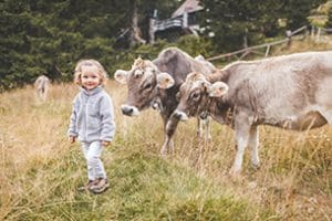 Valsugana in autunno con i bambini, mucche
