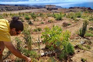 Viaggio sostenibile a Gran Canaria, permacultura