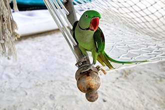 Maldive con bambini, pappagalli