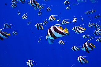 Maldive con bambini, i pesci