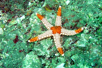 Maldive con bambini, stella marina