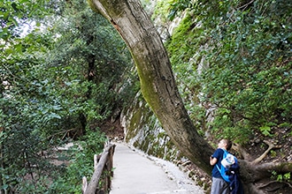 Il parco di Villa Gregoriana a Tivoli con i bambini, albero