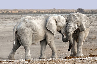 Viaggio in Namibia con i bambini, gli elefanti durante un safari