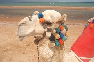 Sharm con bambini, gita in cammello