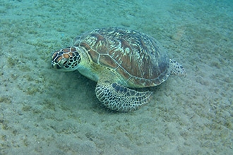 Sharm con bambini, tartaruga marina